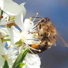 Úbytek včel a jiných opylovačů způsobuje ročně smrt půl milionu lidí!