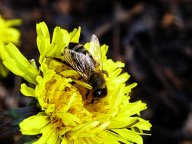 Hmyz - nejen zlý škůdce, ale i náš spojenec!: Hmyz je druhově nejbohatší a rozhodně tvarově…