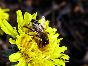 Včela medonosná - klikněte pro zobrazení detailu