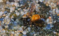 Halucinogenní med je tak cenný, že kvůli němu desítky lidí riskují život: Obyčejný med není právě levný, ale není to...