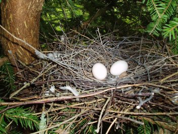 Hnízdo s vejci Holuba hřivnáče - klikněte pro zobrazení detailu