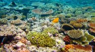 Vědci zaznamenali dosud největší úhyn korálů na Velkém bariérovém útesu: Velký bariérový útes v důsledku takzvaného...