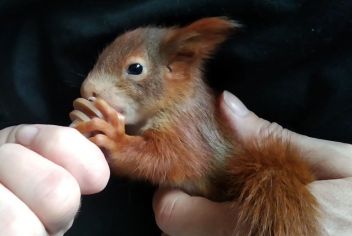 Krmení veverčátka. - klikněte pro zobrazení detailu Krmení veverčátka. - klikněte pro zobrazení detailu