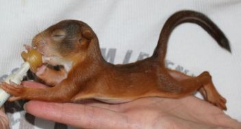 Krmení veverčátka. - klikněte pro zobrazení detailu Krmení veverčátka. - klikněte pro zobrazení detailu