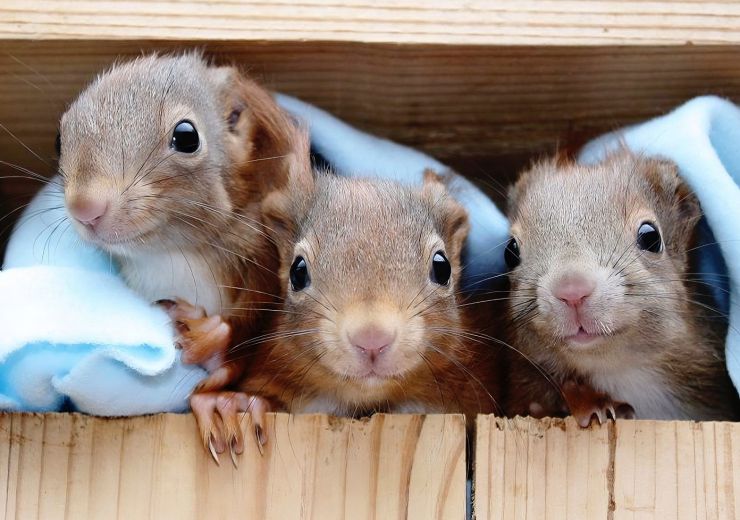 zobrazit detail snímku: Tři zachráněná veverčátka.