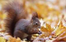 Několik veverčích tajemství, o kterých jste možná nevěděli  