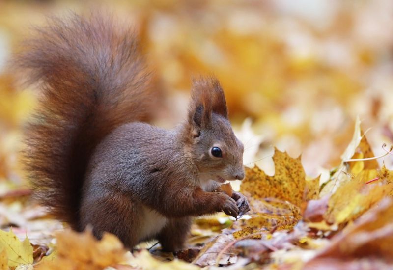 Veverka obecná (Sciurus vulgaris) - klikněte pro zobrazení detailu