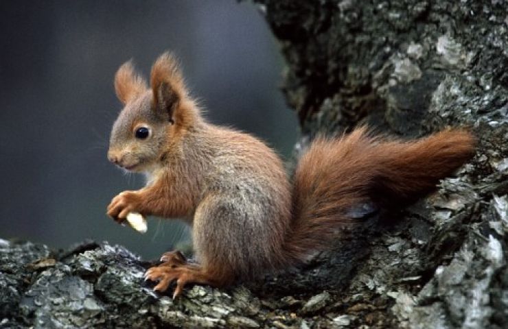 zobrazit detail snímku: Veverka obecná