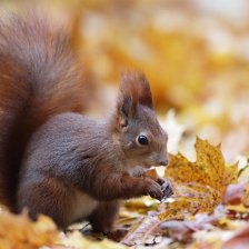 Veverka obecná (Sciurus vulgaris)