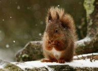 Čím a jak v zimě krmit veverky?: Také vám dělá radost, když někde v lese nebo…