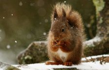 Čím a jak v zimě krmit veverky?