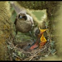 Galapágy - klikněte pro zobrazení detailu