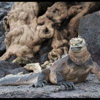 Galapágy - klikněte pro zobrazení detailu