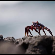 Galapágy