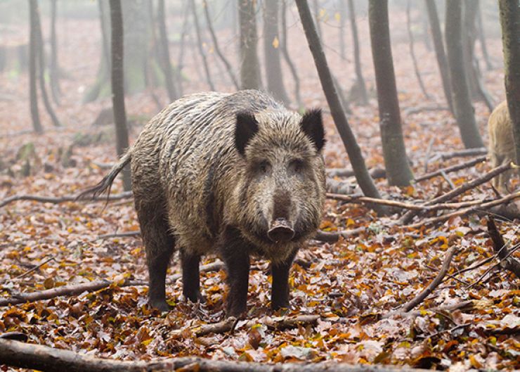 zobrazit detail snímku: Záběry ze seriálu Planeta Evropa
