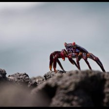 Galapágy