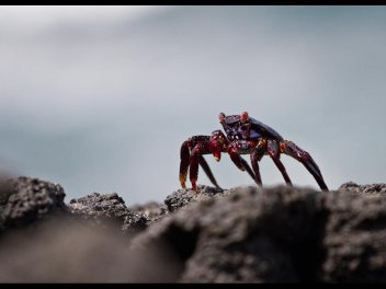 Galapágy - klikněte pro zobrazení detailu