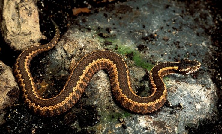 zobrazit detail snímku: Vipera dinniki