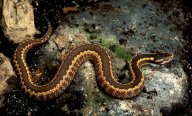 Lidé dokážou snadněji zaznamenat přítomnost hada, než neškodného zvířete: Nová studie ukázala, že evoluce nás vybavila…