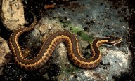 Lidé dokážou snadněji zaznamenat přítomnost hada, než neškodného zvířete: Nová studie ukázala, že evoluce nás vybavila…