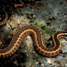 Vipera dinniki