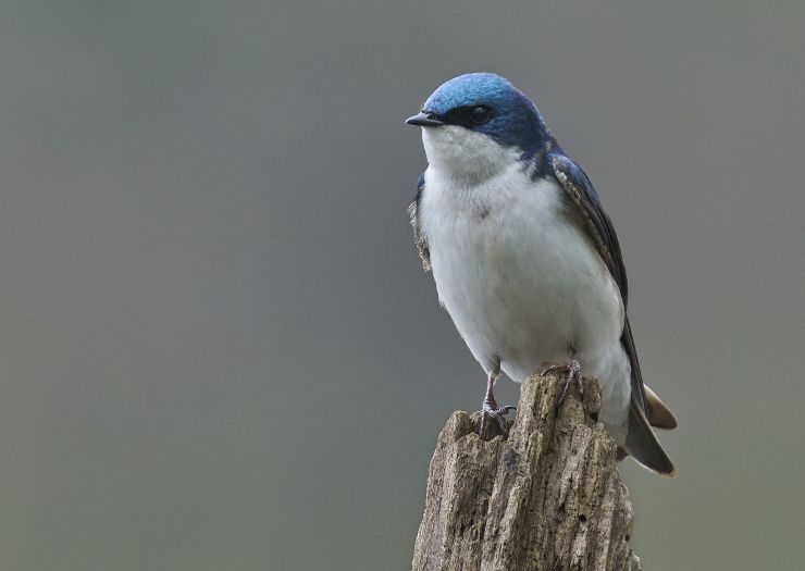 zobrazit detail snímku: Vlaštovka stromová