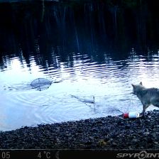 Vlčice tahající síť s návnadou