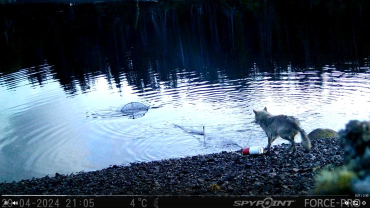 zobrazit detail snímku: Vlčice tahající síť s návnadou