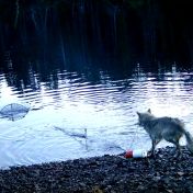 Převratný objev u vlků. Přijmeme je na milost, stejně jako šimpanze po objevu Goodallové?