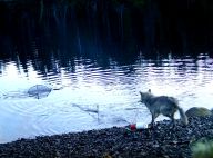 Převratný objev u vlků. Přijmeme je na milost, stejně jako šimpanze po objevu Goodallové?: Když si představíte vlka, patrně vidíte majestátní…