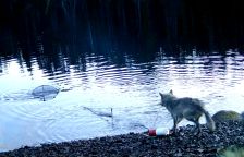 Převratný objev u vlků. Přijmeme je na milost, stejně jako šimpanze po objevu Goodallové?