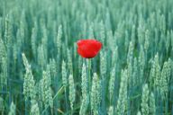 Vlčí mák - Papaver rhoeas : Jedete-li v těchto dnech kolem polí či luk, nebo…