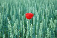 Vlčí mák - Papaver rhoeas : Jedete-li v těchto dnech kolem polí či luk, nebo…