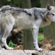 Vlk obecný (Canis lupus).