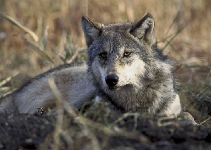 zobrazit detail snímku: Vlk obecný (Canis lupus).