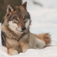 Vlk obecný (Canis lupus).