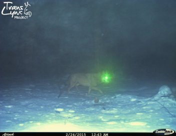 Vlk na Šumavě - klikněte pro zobrazení detailu