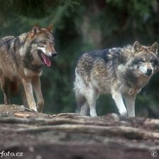 Vlk obecný (Canis lupus).