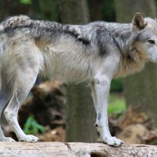 Vlk obecný (Canis lupus).