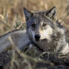 Vlk obecný (Canis lupus).
