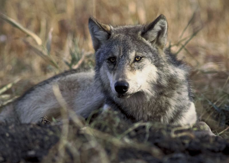 Vlk obecný (Canis lupus). - klikněte pro zobrazení detailu