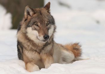 Vlk obecný (Canis lupus). - klikněte pro zobrazení detailu
