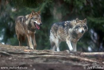 Vlk obecný (Canis lupus). - klikněte pro zobrazení detailu