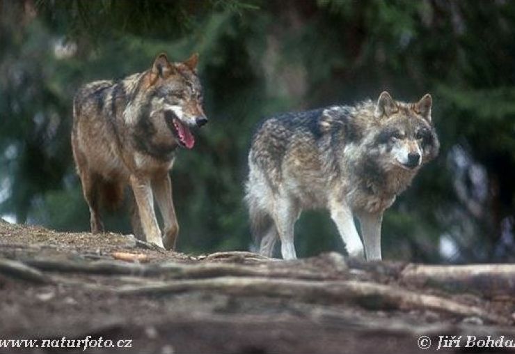 zobrazit detail snímku: Vlk obecný (Canis lupus).