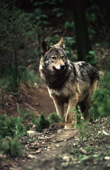 Vlk obecný (Canis lupus). - klikněte pro zobrazení detailu