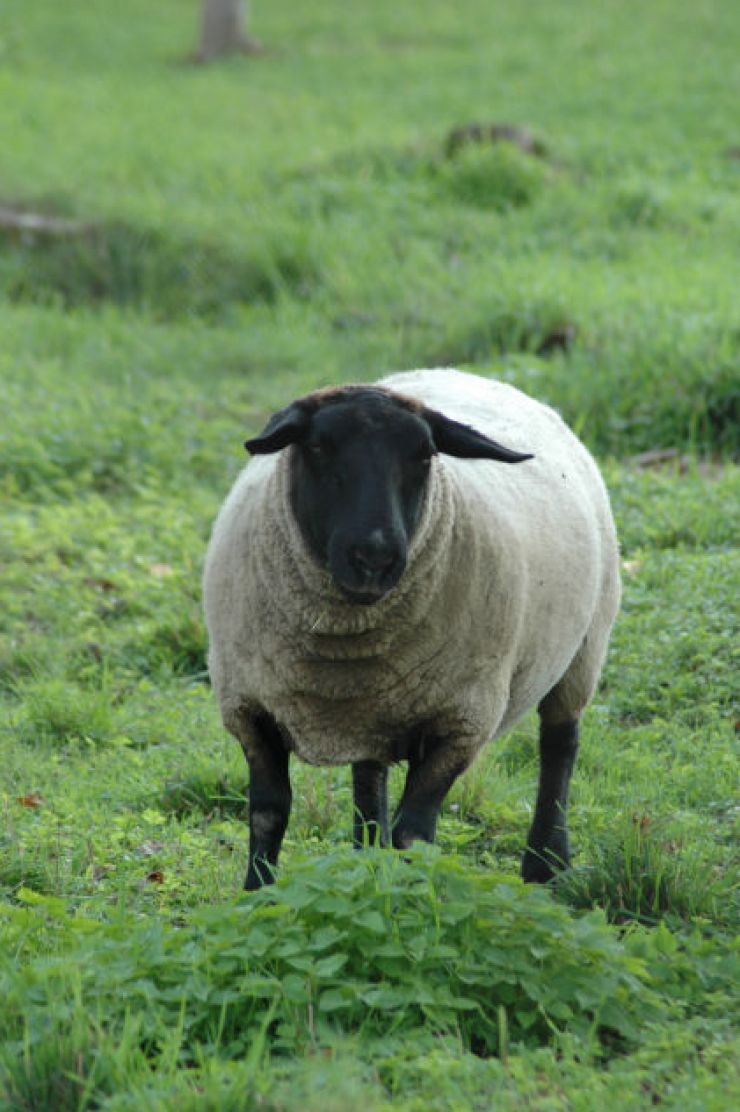 zobrazit detail snímku: Ovce