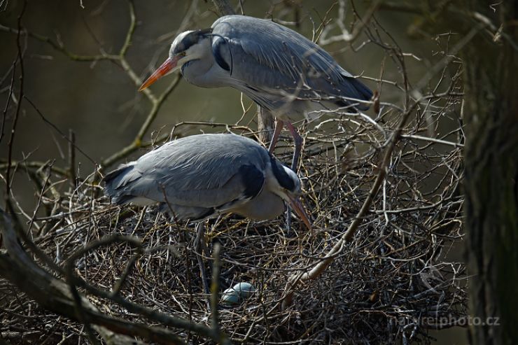 zobrazit detail snímku: Volavka popelavá