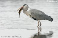 Volavka popelavá - Ardea cinerea: Stál jsem na hrázi rybníka a dalekohledem…