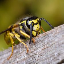 Vosa útočná (Vespula germanica).
