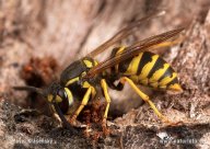 Nová poznávačka: Včely, čmeláci a vosy: Dokážete správně pojmenovat blanokřídlý hmyz?...